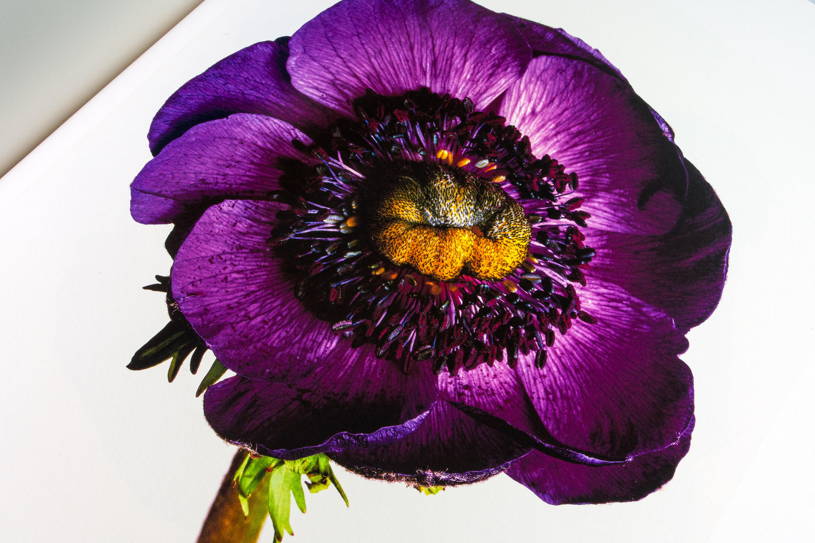 Kunstbuch Irving Penn